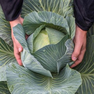 Expect Cabbage Thumbnail